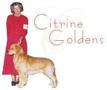 Citrine Goldens